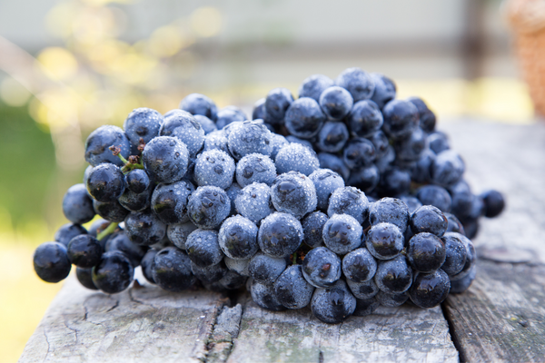 7 Most Popular Red Wine Grapes You Need to Know